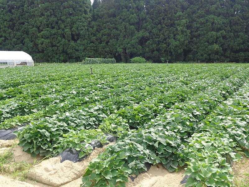 農産物の生産事業（一次産業）